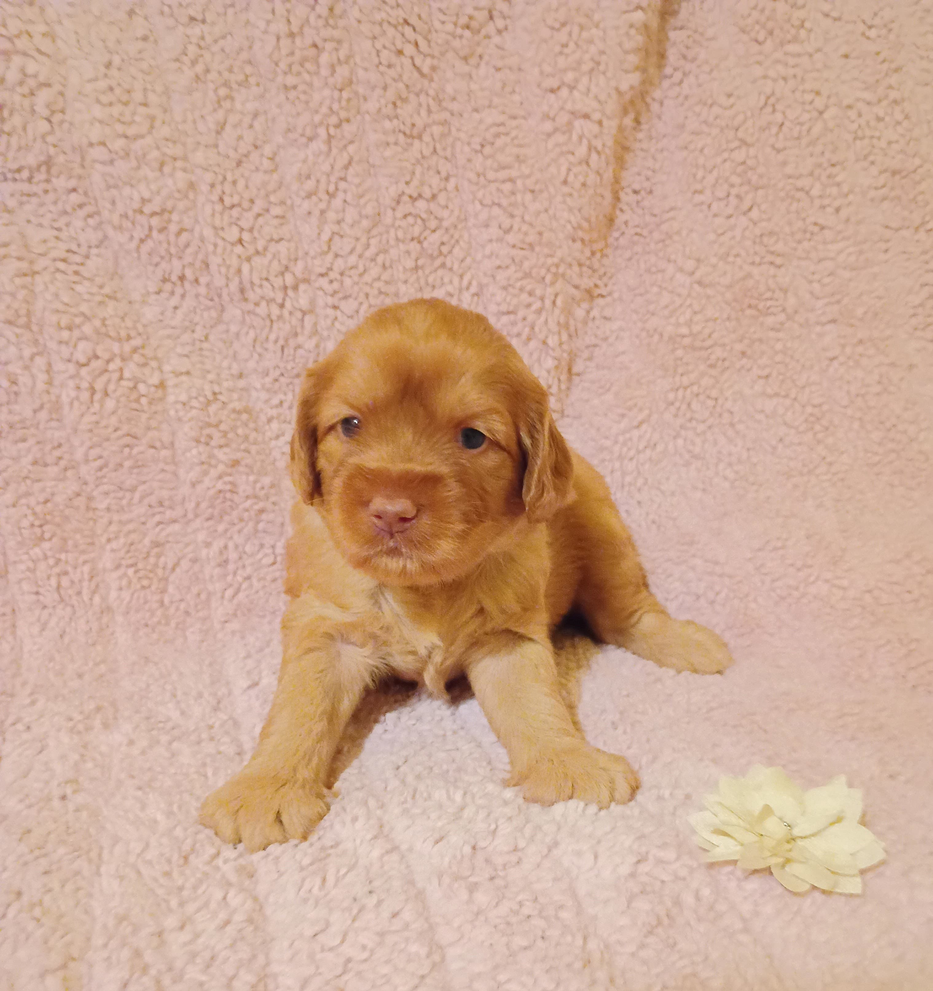 Sadie