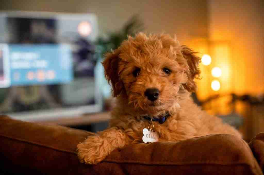 Adams Farm Labradoodles – Puppies with a Purpose